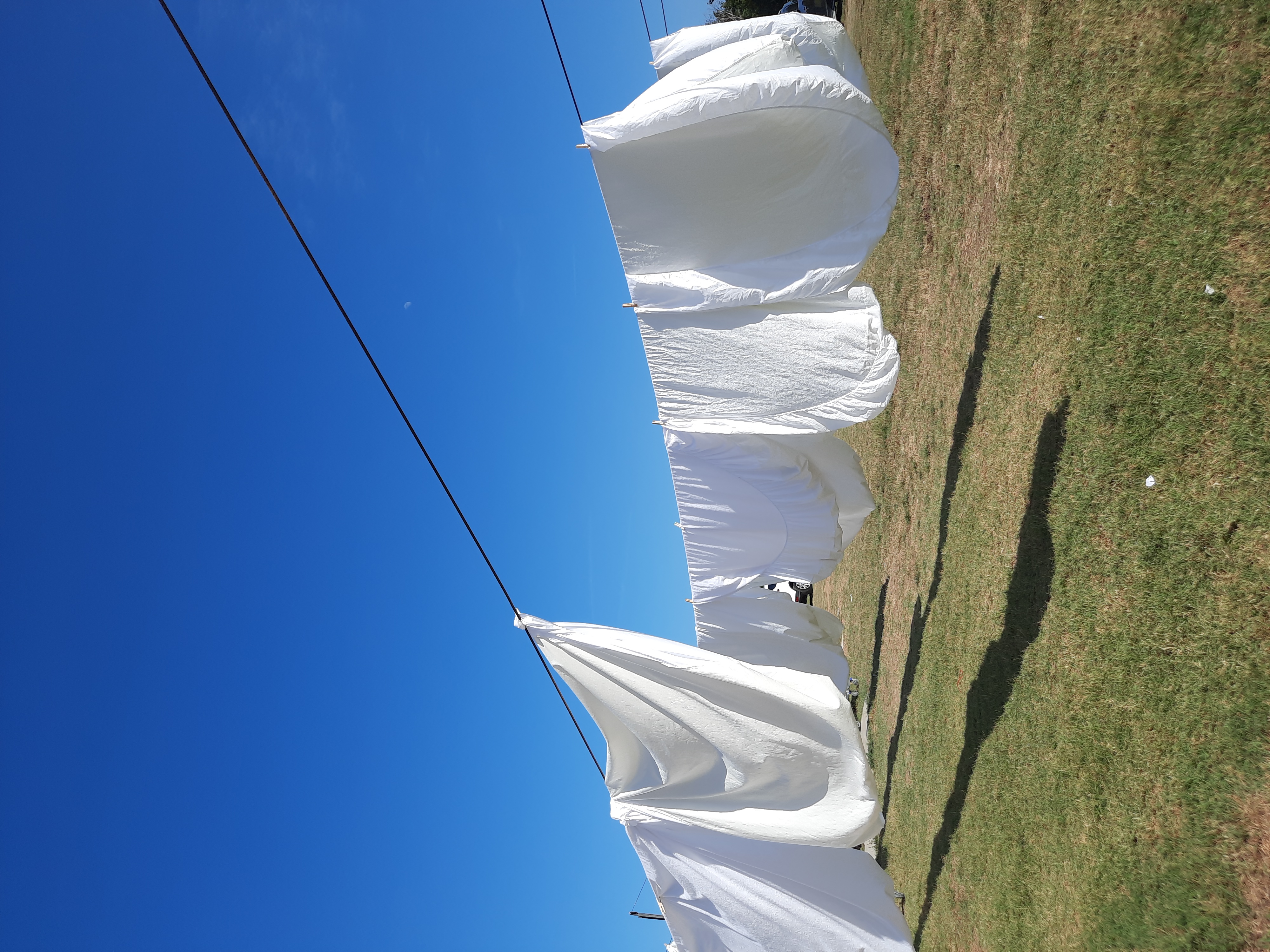 El cisne Empuriabrava